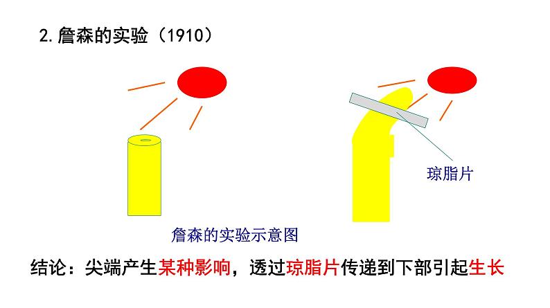 高中生物人教版必修三 3.1 《植物生长素的发现》课件PPT07