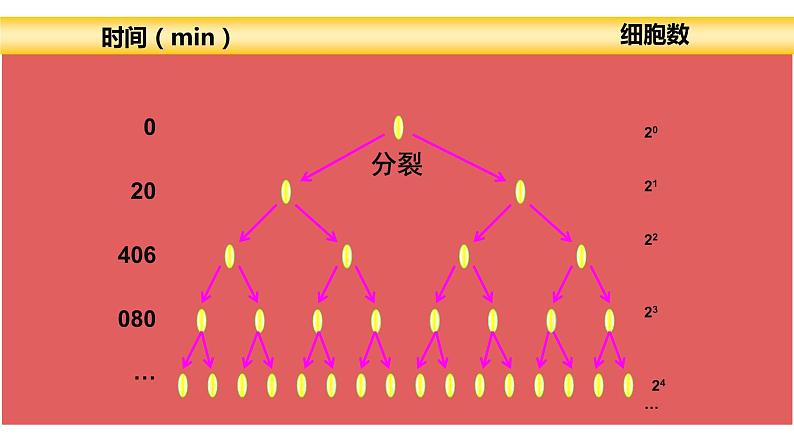 高中生物人教版必修三 4.2《 种群数量的变化》课件PPT03