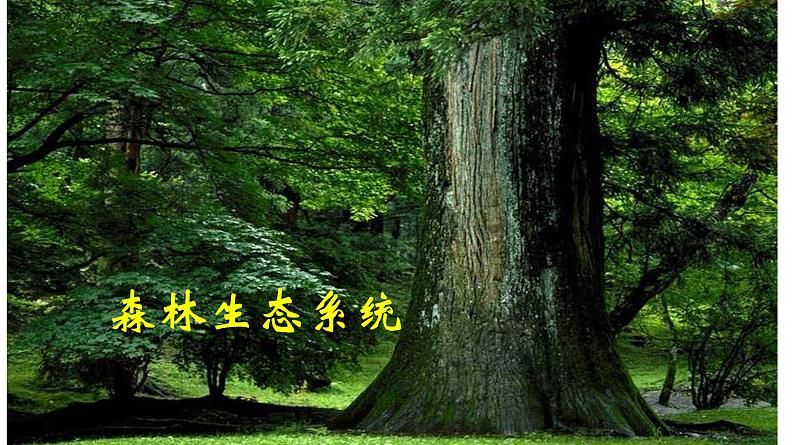 高中生物人教版必修三5 .1 《生态系统的结构》课件PPT第5页