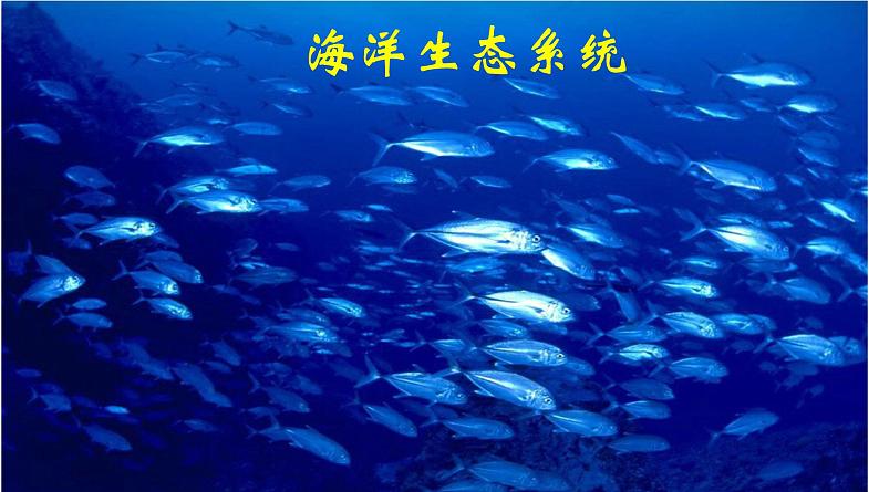 高中生物人教版必修三5 .1 《生态系统的结构》课件PPT第7页