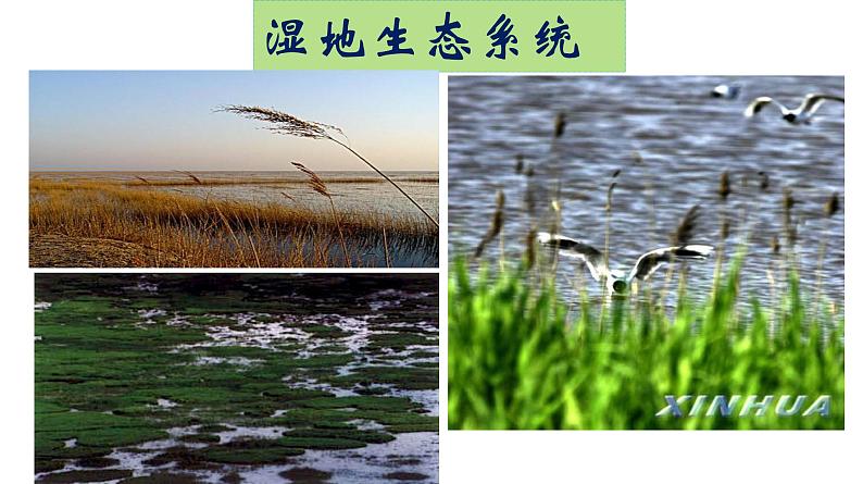 高中生物人教版必修三5 .1 《生态系统的结构》课件PPT第8页