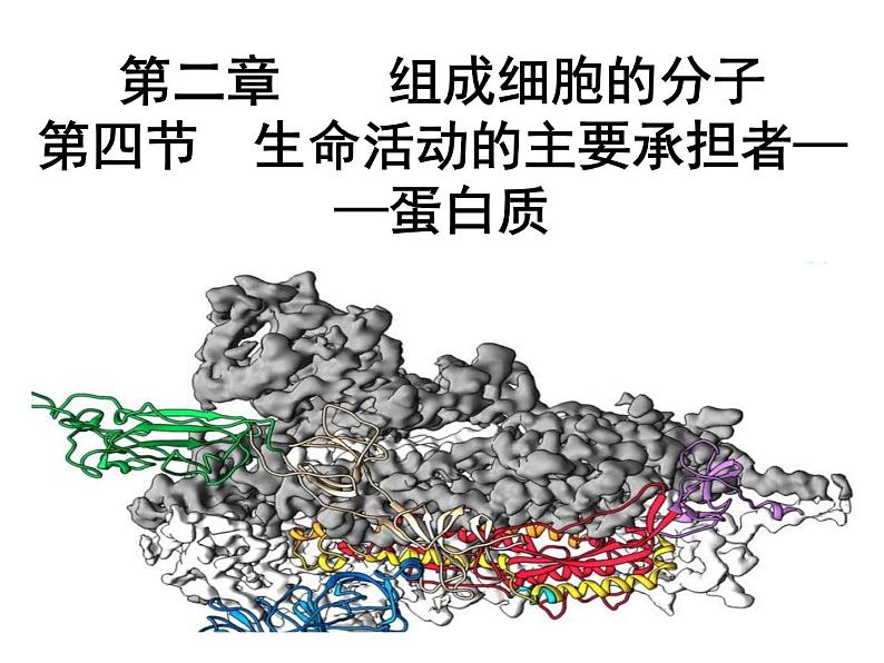 高中生物人教版（2019）必修一课件 2.4 蛋白质是生命活动的主要承担者01