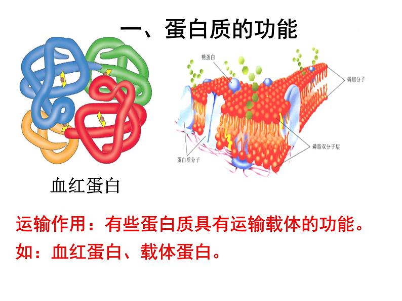 高中生物人教版（2019）必修一课件 2.4 蛋白质是生命活动的主要承担者05