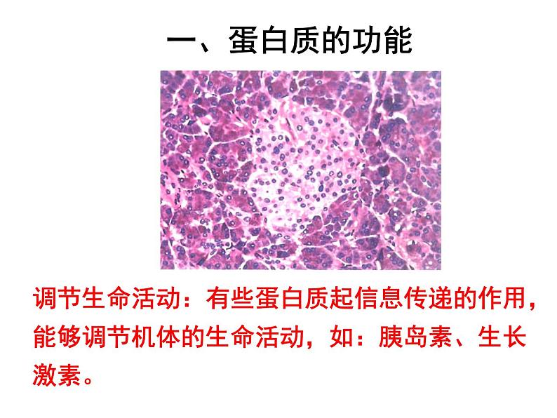 高中生物人教版（2019）必修一课件 2.4 蛋白质是生命活动的主要承担者06