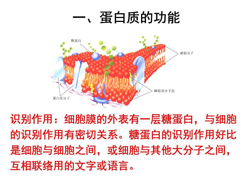高中生物人教版（2019）必修一课件 2.4 蛋白质是生命活动的主要承担者07