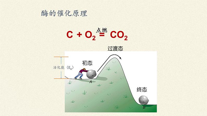 酶是生物催化剂PPT课件免费下载05