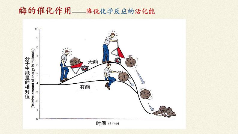 酶是生物催化剂PPT课件免费下载06