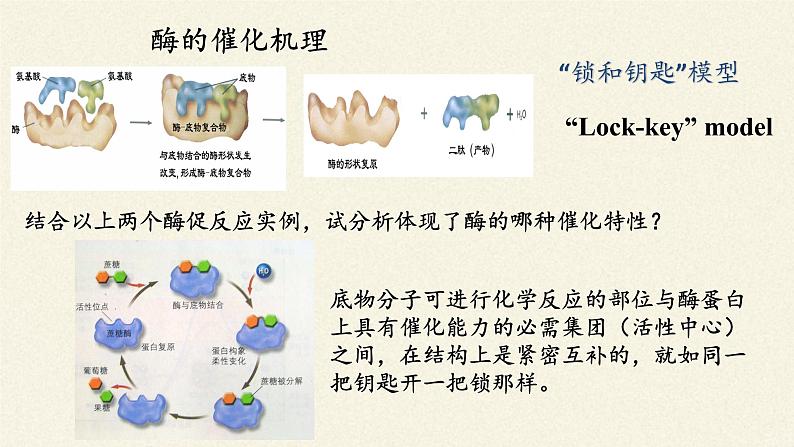 酶是生物催化剂PPT课件免费下载07