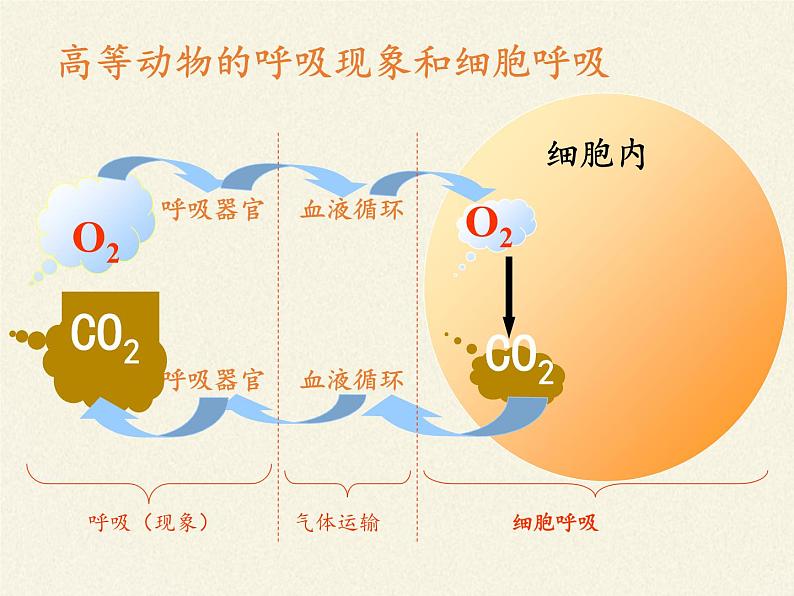 细胞呼吸为细胞生活提供能量PPT课件免费下载02