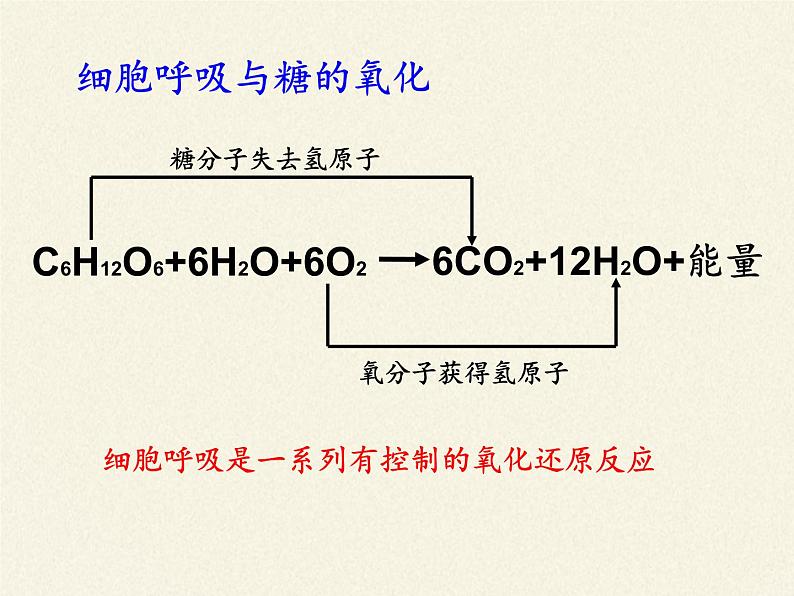 细胞呼吸为细胞生活提供能量PPT课件免费下载05