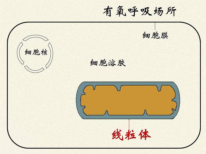 细胞呼吸为细胞生活提供能量PPT课件免费下载07