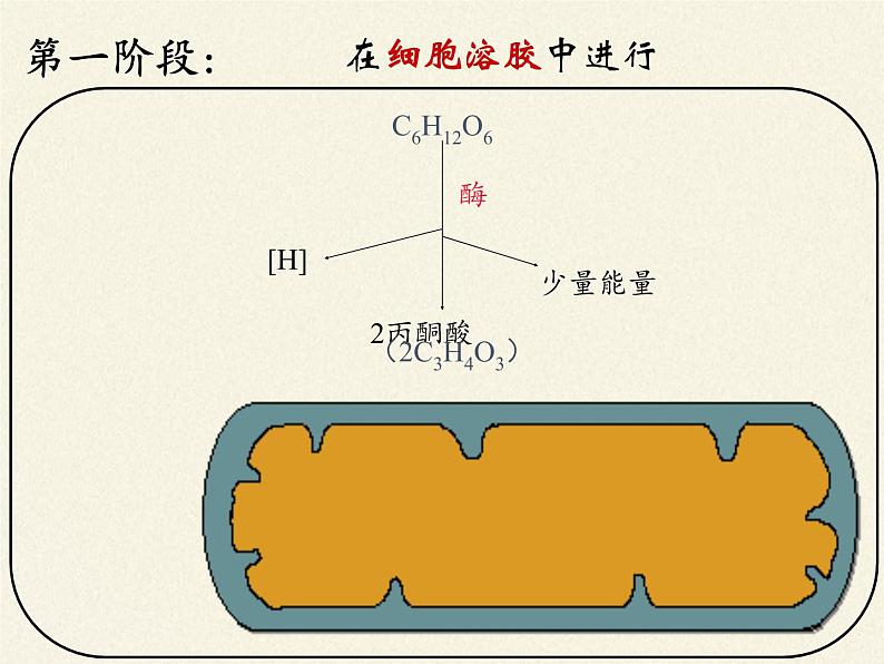 细胞呼吸为细胞生活提供能量PPT课件免费下载08