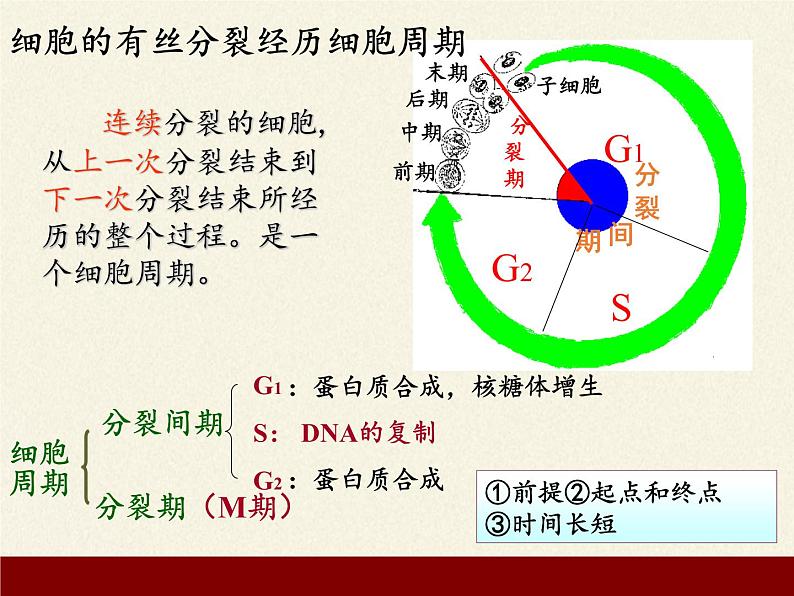 2021-2022学年高中生物浙科版（2019）必修一4.1细胞通过分裂增殖 课件第4页