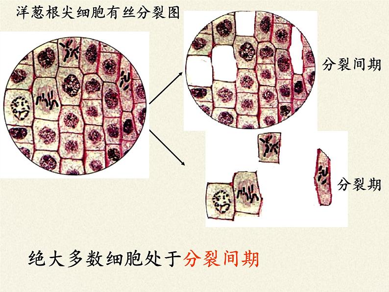 2021-2022学年高中生物浙科版（2019）必修一4.1细胞通过分裂增殖 课件第7页