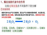 5.1 降低化学反应活化能的酶 课件-【新教材】高一上学期生物人教版（2019）必修一