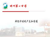 2.3.1 神经冲动的产生和传递 课件 【新教材】人教版（2019）高中生物选择性必修一