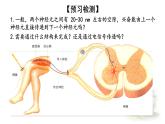 2.3.1 神经冲动的产生和传递 课件 【新教材】人教版（2019）高中生物选择性必修一