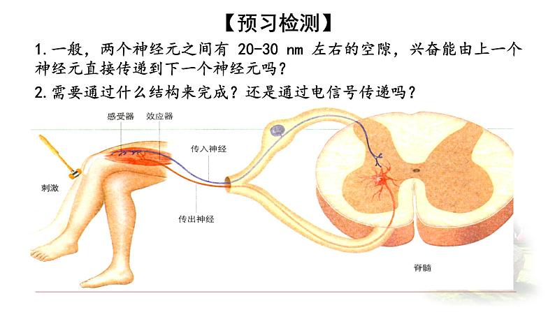 2.3.1 神经冲动的产生和传递 课件 【新教材】人教版（2019）高中生物选择性必修一第2页