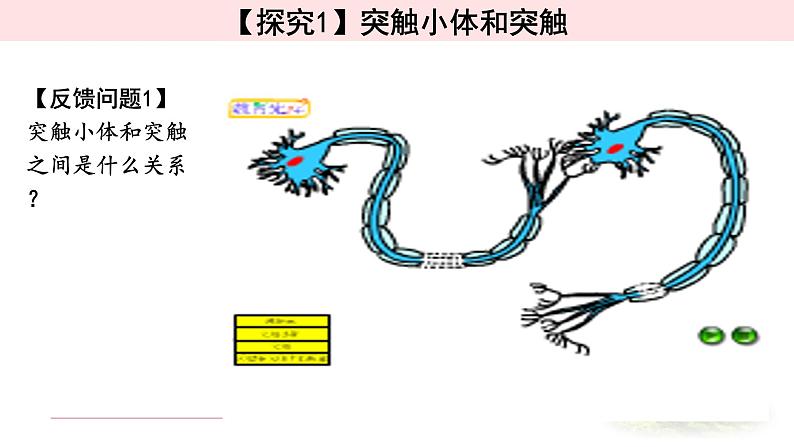 2.3.1 神经冲动的产生和传递 课件 【新教材】人教版（2019）高中生物选择性必修一第4页