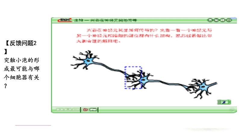 2.3.1 神经冲动的产生和传递 课件 【新教材】人教版（2019）高中生物选择性必修一第5页