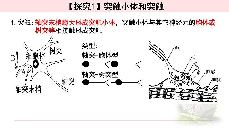 2.3.1 神经冲动的产生和传递 课件 【新教材】人教版（2019）高中生物选择性必修一第6页