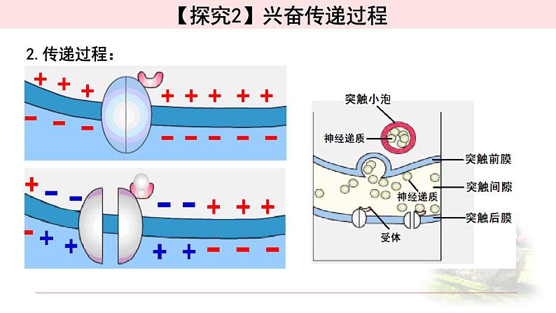 2.3.1 神经冲动的产生和传递 课件 【新教材】人教版（2019）高中生物选择性必修一第7页