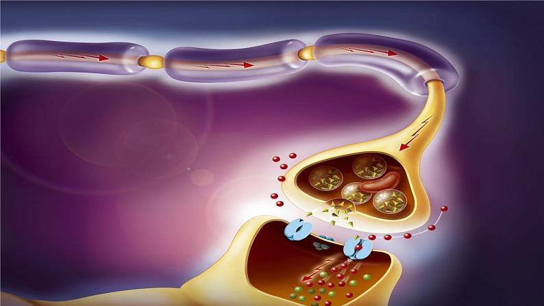 2.3.2神经冲动的产生和传导 课件 【新教材】人教版（2019）高中生物选择性必修一第2页