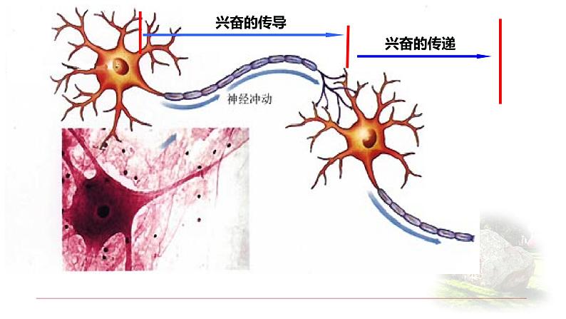 2.3.2神经冲动的产生和传导 课件 【新教材】人教版（2019）高中生物选择性必修一第3页