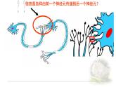 2.3.2神经冲动的产生和传导 课件 【新教材】人教版（2019）高中生物选择性必修一