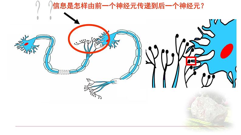 2.3.2神经冲动的产生和传导 课件 【新教材】人教版（2019）高中生物选择性必修一第4页