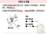 2.3.2神经冲动的产生和传导 课件 【新教材】人教版（2019）高中生物选择性必修一