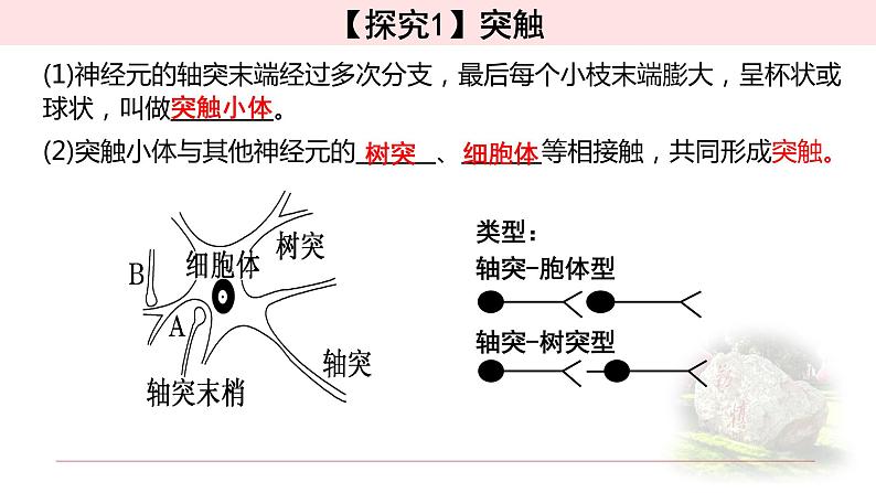 2.3.2神经冲动的产生和传导 课件 【新教材】人教版（2019）高中生物选择性必修一第5页