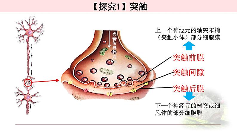 2.3.2神经冲动的产生和传导 课件 【新教材】人教版（2019）高中生物选择性必修一第6页