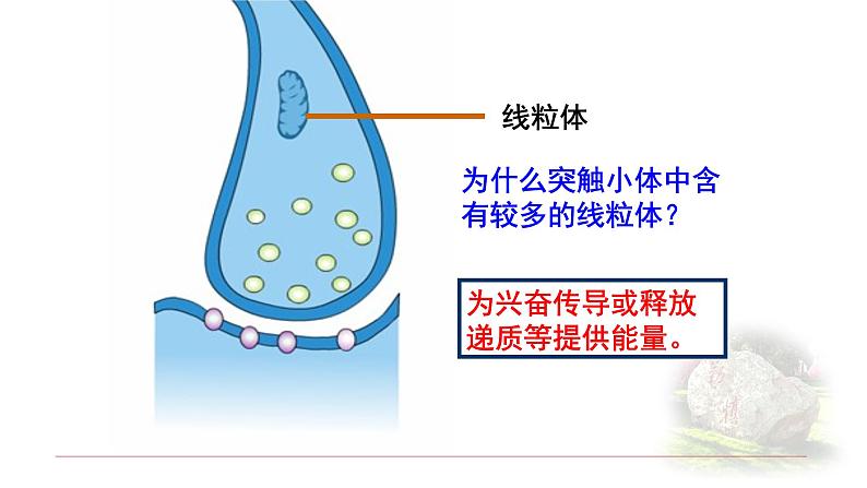 2.3.2神经冲动的产生和传导 课件 【新教材】人教版（2019）高中生物选择性必修一第7页