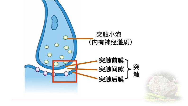 2.3.2神经冲动的产生和传导 课件 【新教材】人教版（2019）高中生物选择性必修一第8页