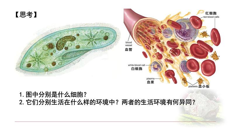 1.1.1细胞生活的环境 课件 【新教材】人教版（2019）高中生物选择性必修一第2页