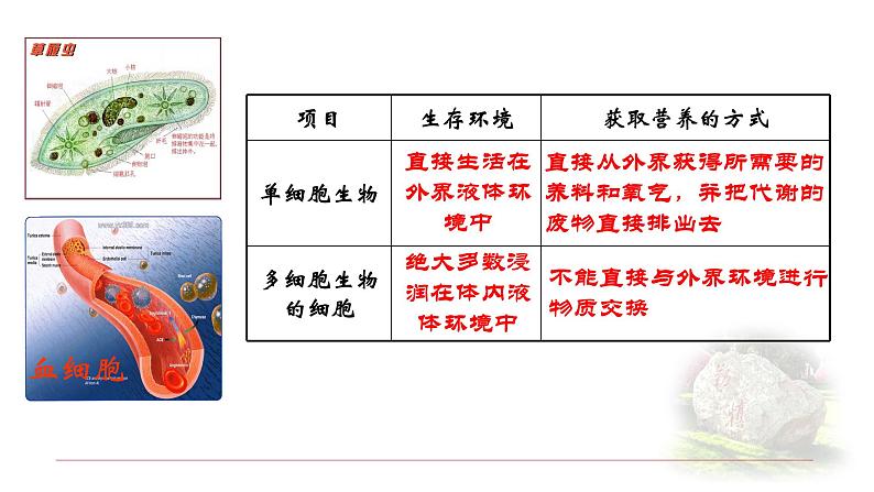 1.1.1细胞生活的环境 课件 【新教材】人教版（2019）高中生物选择性必修一第3页