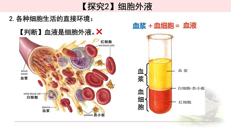 1.1.1细胞生活的环境 课件 【新教材】人教版（2019）高中生物选择性必修一第5页