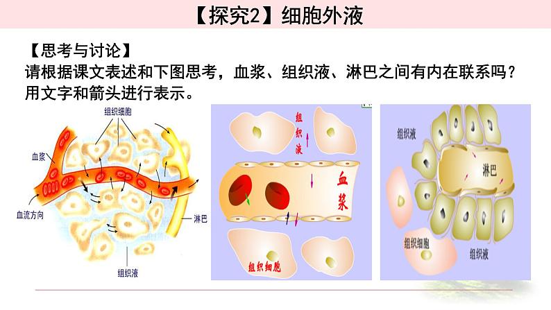 1.1.1细胞生活的环境 课件 【新教材】人教版（2019）高中生物选择性必修一第7页