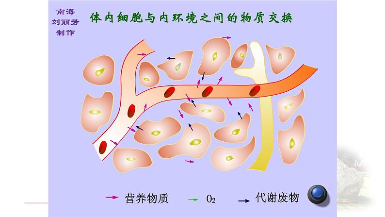 1.1.1细胞生活的环境 课件 【新教材】人教版（2019）高中生物选择性必修一第8页