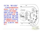 5.1.2植物生长素 课件 【新教材】人教版（2019）高中生物选择性必修一