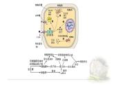 5.1.2植物生长素 课件 【新教材】人教版（2019）高中生物选择性必修一