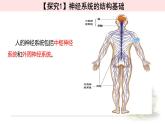 2.1神经调节的结构基础 课件 【新教材】人教版（2019）高中生物选择性必修一