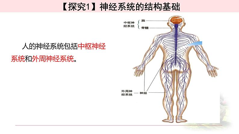 2.1神经调节的结构基础 课件 【新教材】人教版（2019）高中生物选择性必修一04