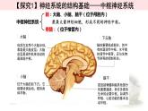 2.1神经调节的结构基础 课件 【新教材】人教版（2019）高中生物选择性必修一
