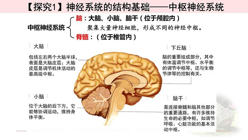 2.1神经调节的结构基础 课件 【新教材】人教版（2019）高中生物选择性必修一05