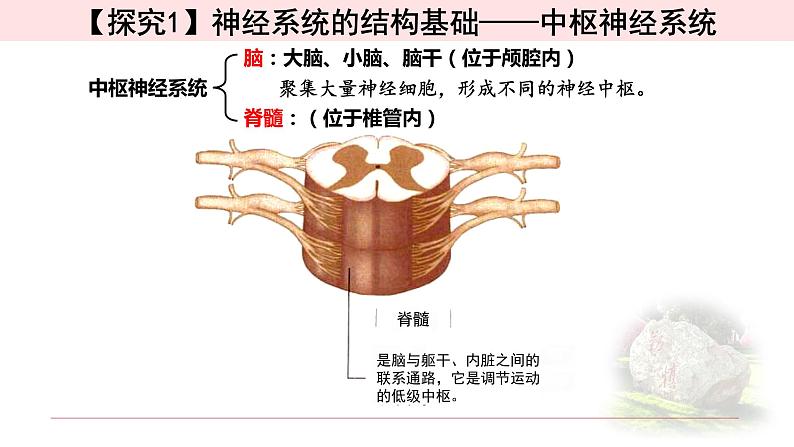 2.1神经调节的结构基础 课件 【新教材】人教版（2019）高中生物选择性必修一06