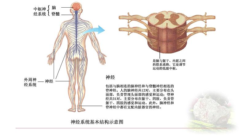 2.1神经调节的结构基础 课件 【新教材】人教版（2019）高中生物选择性必修一08