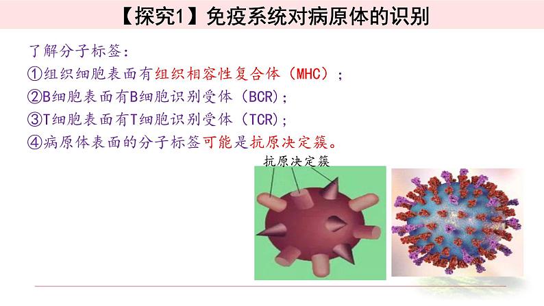 4.2特异性免疫 课件 【新教材】人教版（2019）高中生物选择性必修一05