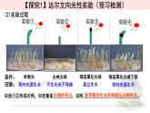 5.1.1植物生长素 课件 【新教材】人教版（2019）高中生物选择性必修一
